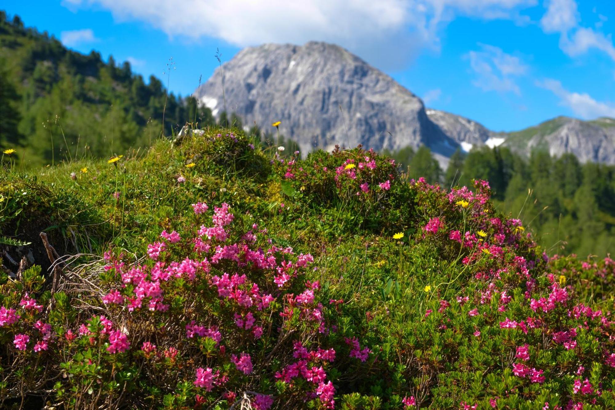 Obertauern Alps 4-Zimmer Appartement - Top 6 ภายนอก รูปภาพ
